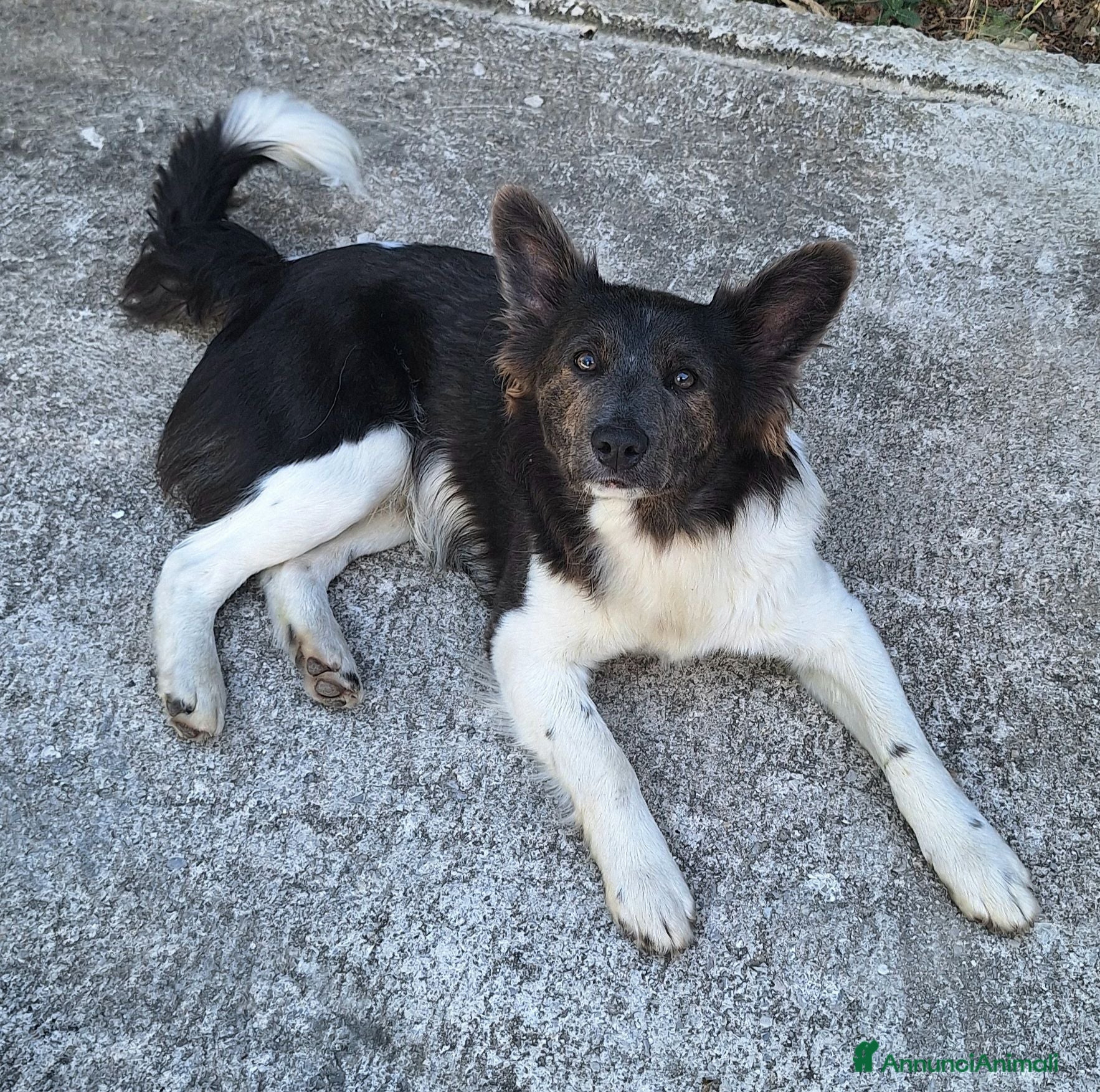 Meticcio cani Tahir 8 mesi taglia media piccola  - Annuncio 3