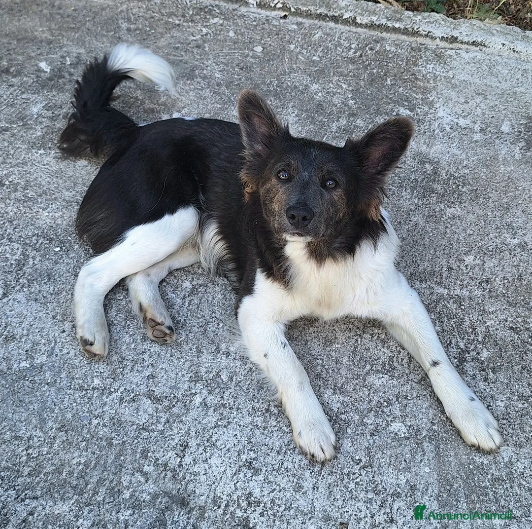 Meticcio cani in regalo: Tahir 8 mesi taglia media piccola  - Annuncio 1