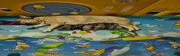 Bulldog Francese cani in vendita: Bulldog francese a Città metropolitana di Catania - Annuncio 13