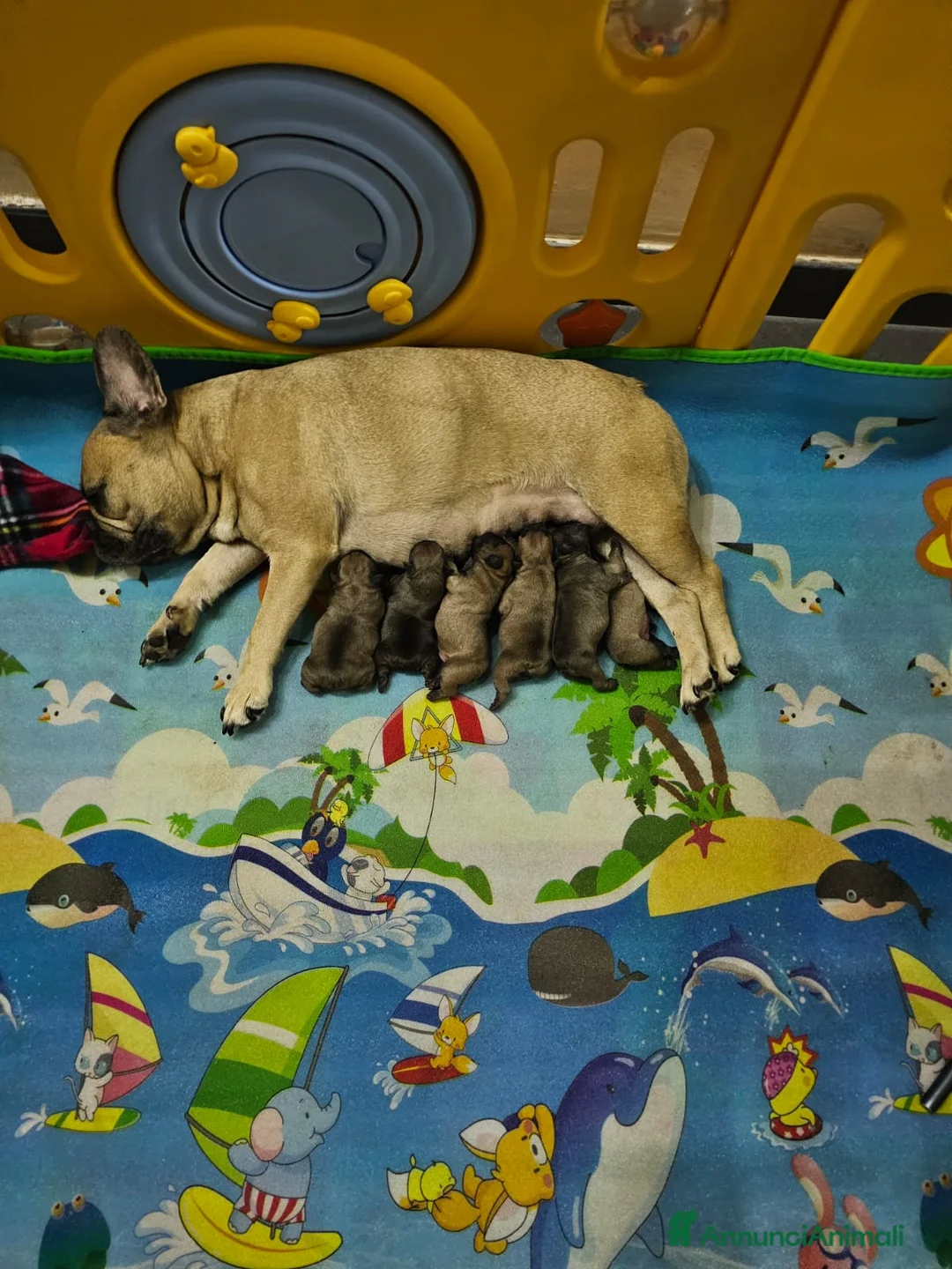 Bulldog Francese cani in vendita: Bulldog francese a Città metropolitana di Catania - Annuncio 13