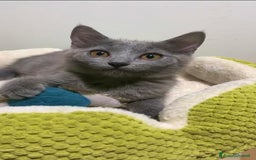 Certosino gatti in vendita: Certosina pedigree e affisso anfi a Provincia di Isernia - Immagine 4