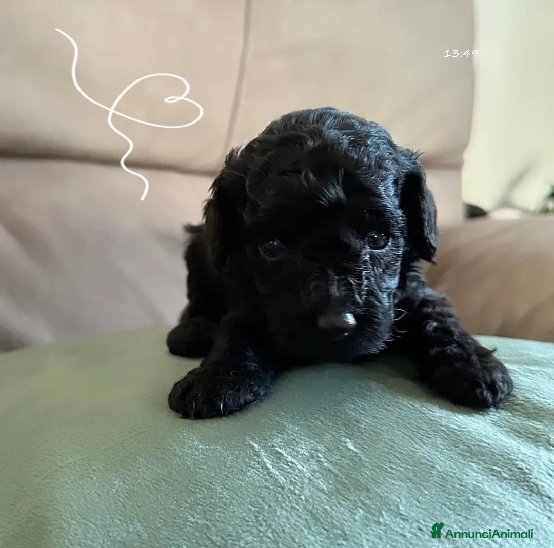 Barboncino cani in vendita: Barboncino nano❤️ - Annuncio 1