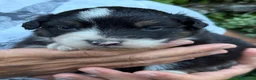 Australian Shepherd cani in vendita: Pastore australiano a Provincia di Lecco - Annuncio 2