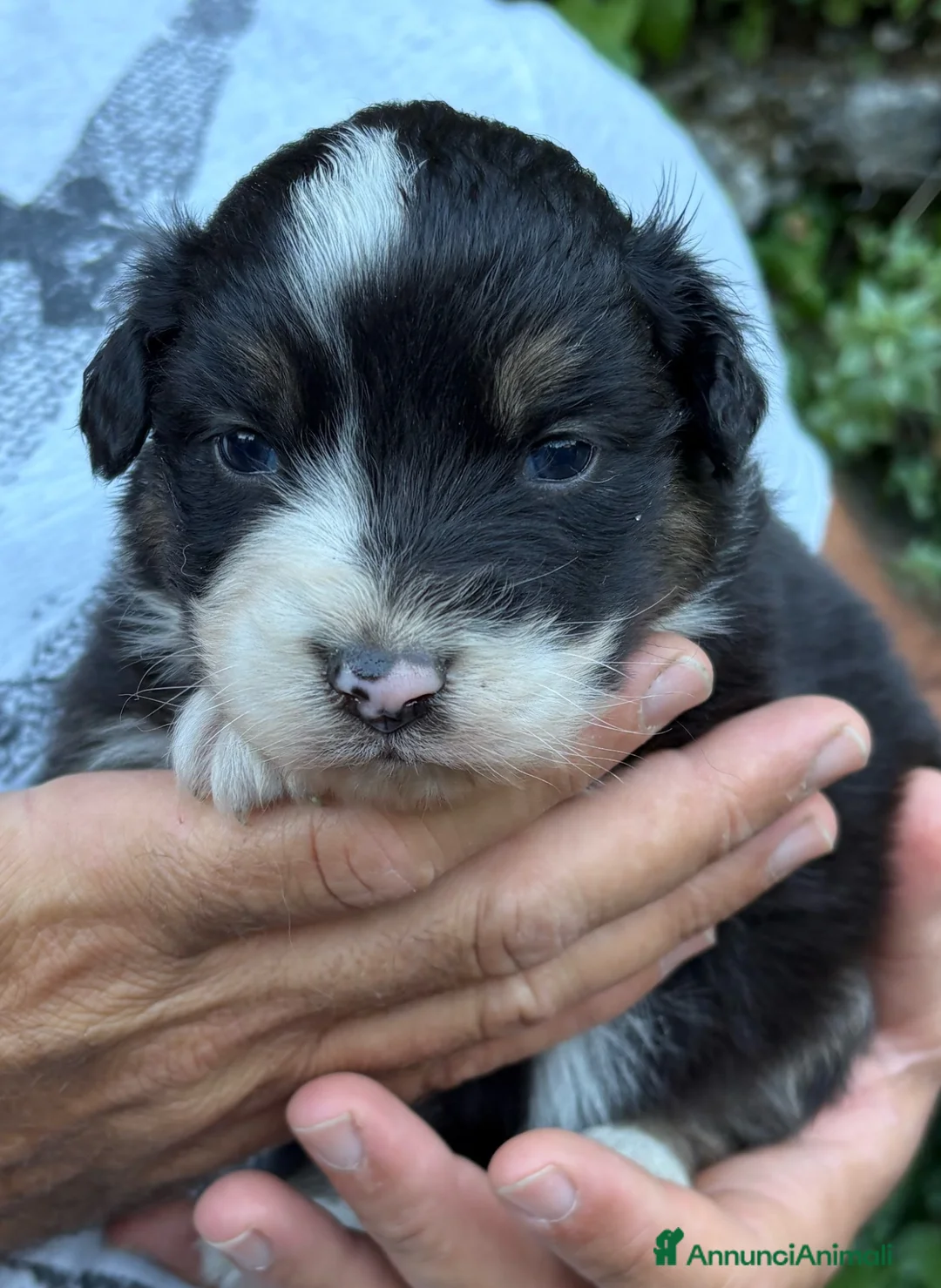 Australian Shepherd cani in vendita: Pastore australiano a Provincia di Lecco - Annuncio 2