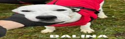 Dogo Argentino cani in regalo: BALINA, cucciola mix DOGO ARGENTINO. Tenerissima!! - Annuncio 7