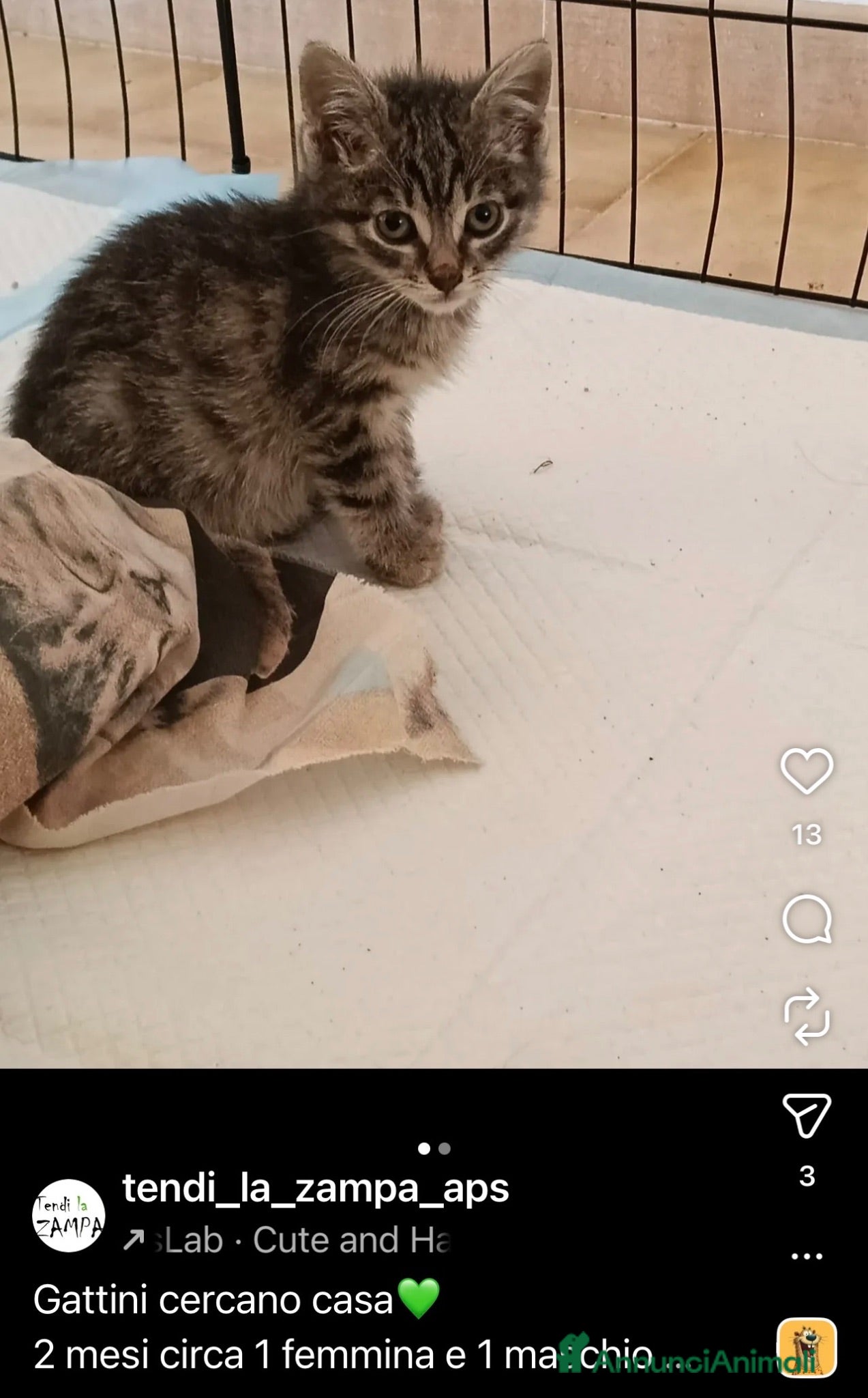 Altre razze gatti Micini bellissimi, due mesi,  cerca adozioni - Annuncio 12