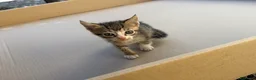 Meticcio gatti in regalo: Regalo gattini - Annuncio 3
