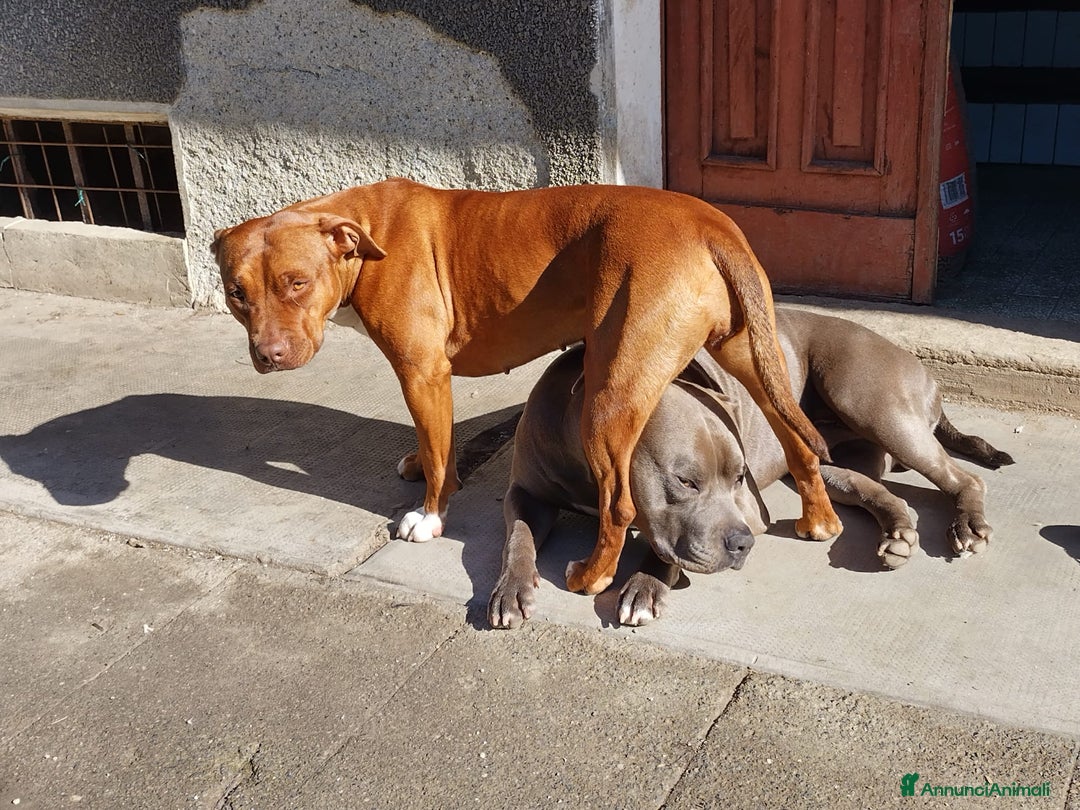 American Bully cani in vendita: Cuccioli American pit bull terrier  - Annuncio 10