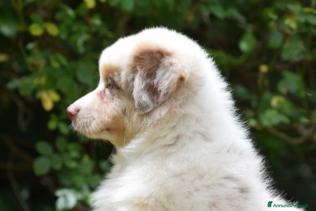 Immagine della galleria {{count}}