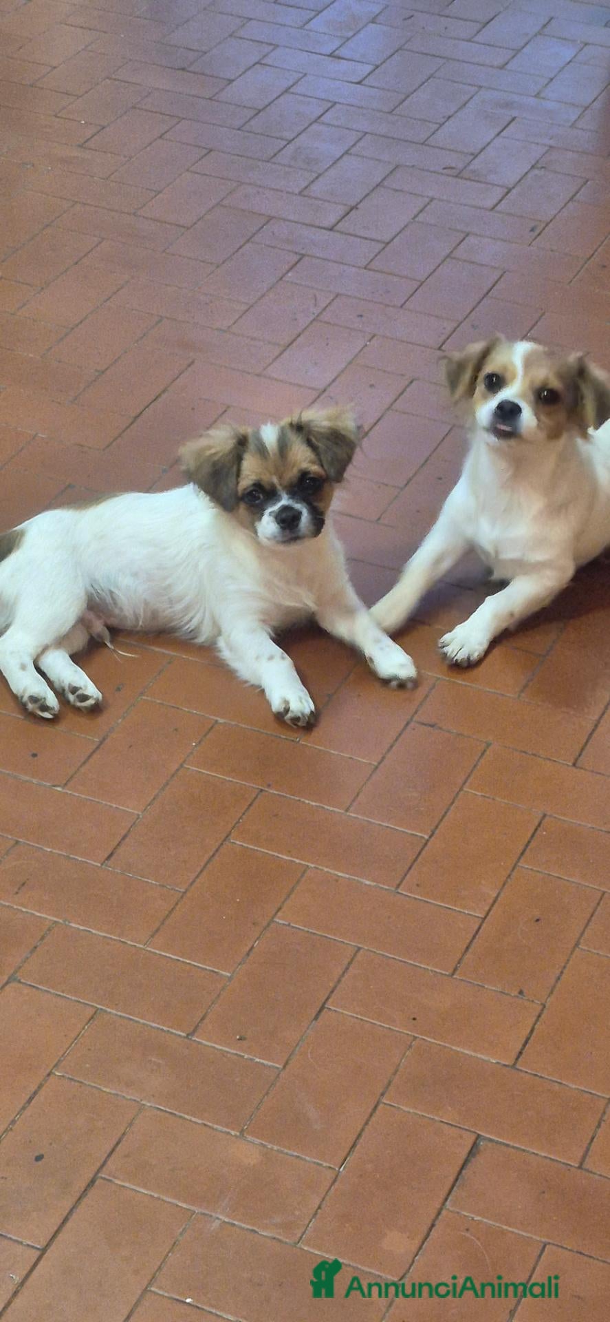 Pechinese cani Cuccioli  - Annuncio 1