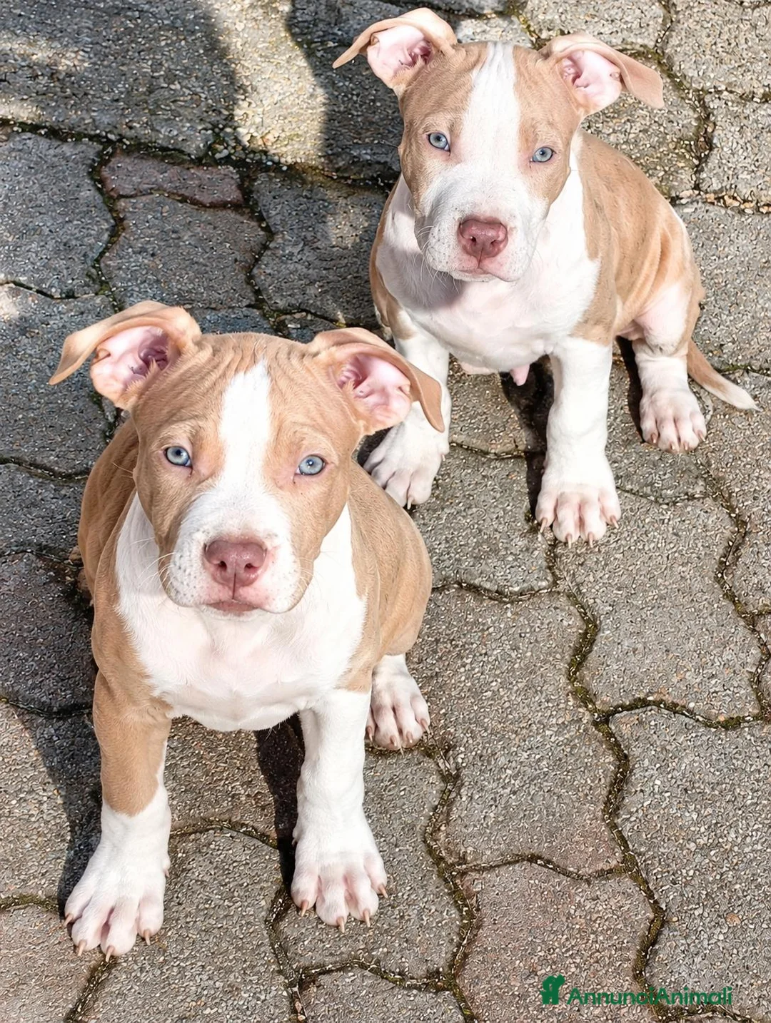 Pitbull cani in vendita: CUCCIOLATA AMERICAN PIT BULL TERRIER  ADBA - Annuncio 8