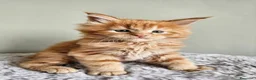 Maine Coon gatti in vendita: Splendidi cuccioli Maine Coon con pedigree - Annuncio 8