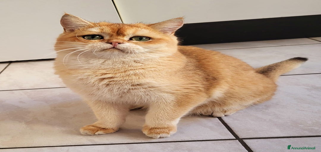 Immagine della galleria {{count}}