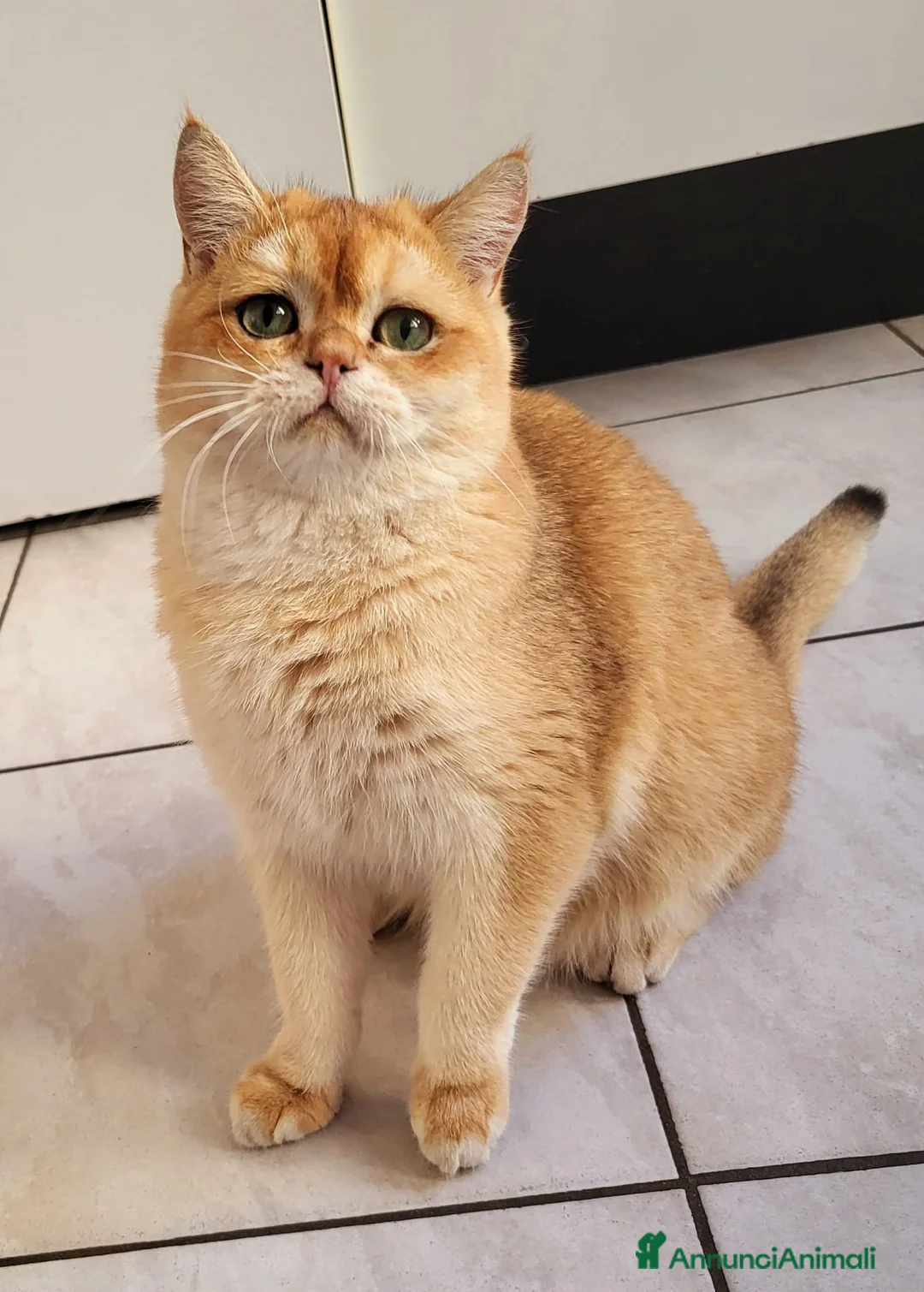 Immagine della galleria {{count}}