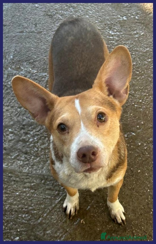 Meticcio cani BALLERINA, SIMIL CORGIE-PODENCO 4 ANNI, 8 KG DI GI a Genova - Annuncio 2