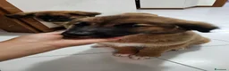 Meticcio cani in regalo: 5 cuccioli in regalo - Annuncio 4
