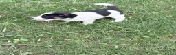 Jack Russell cani in vendita: Cuccioli Jack Russell Terrier  a Provincia di Vicenza - Annuncio 6