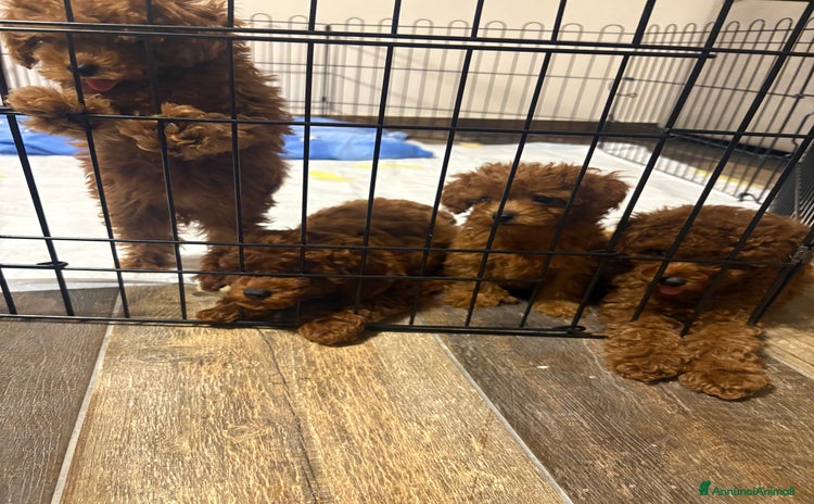Barboncino Toy cani a Città Metropolitana di Bari - Annuncio 19