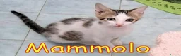 Europeo gatti in regalo: MAMMOLO E PISOLO DOLCISSIMI GATTINI - Annuncio 5