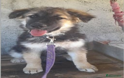 Altre razze cani in regalo: LUNA    - Immagine 2