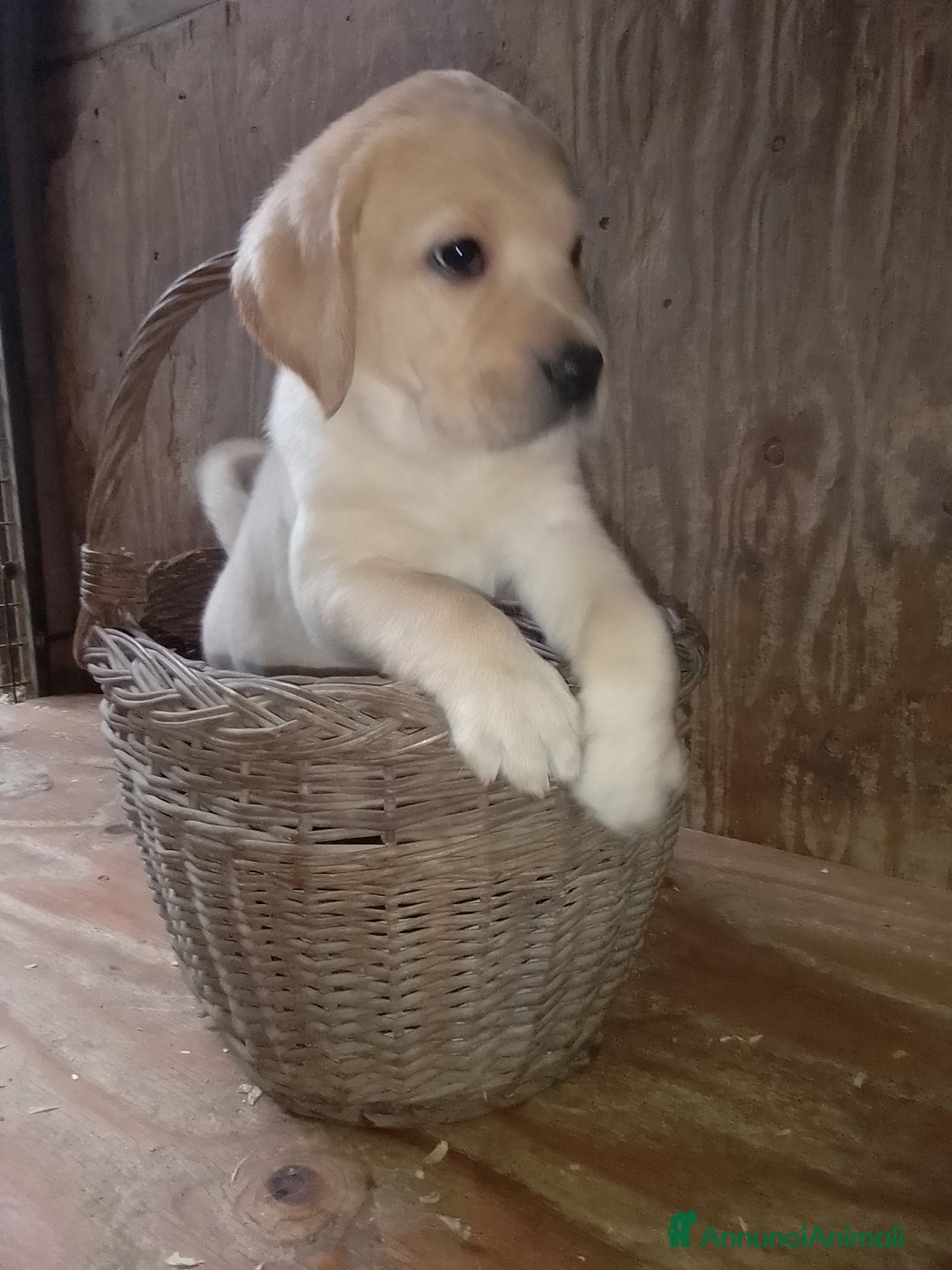 Labrador cani in vendita: Cuccioli di Labrador con pedigree - Annuncio 7