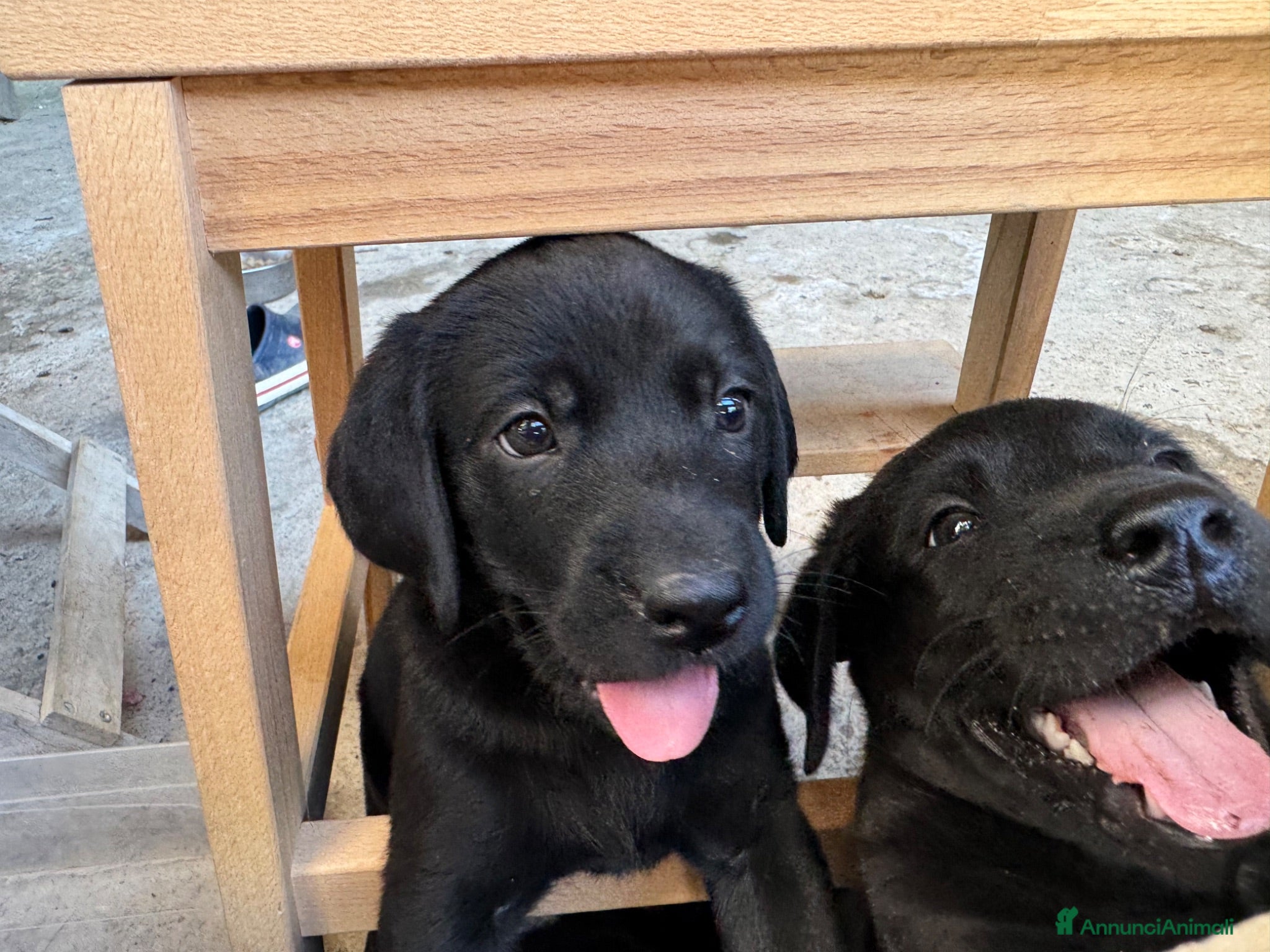 Labrador cani Cuccioli Labrador Nero con Pedigree ENCI - Annuncio 5