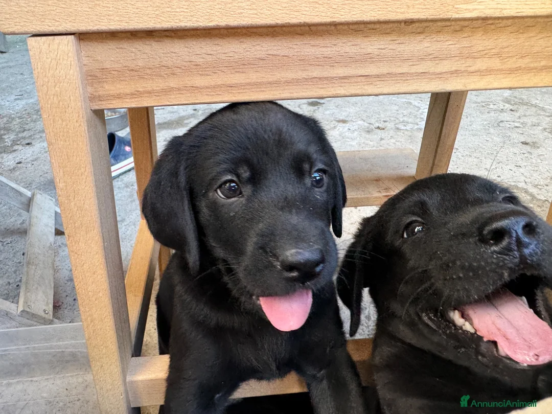 Labrador cani in vendita: Cuccioli Labrador Nero con Pedigree ENCI a Provincia di Pavia - Annuncio 1