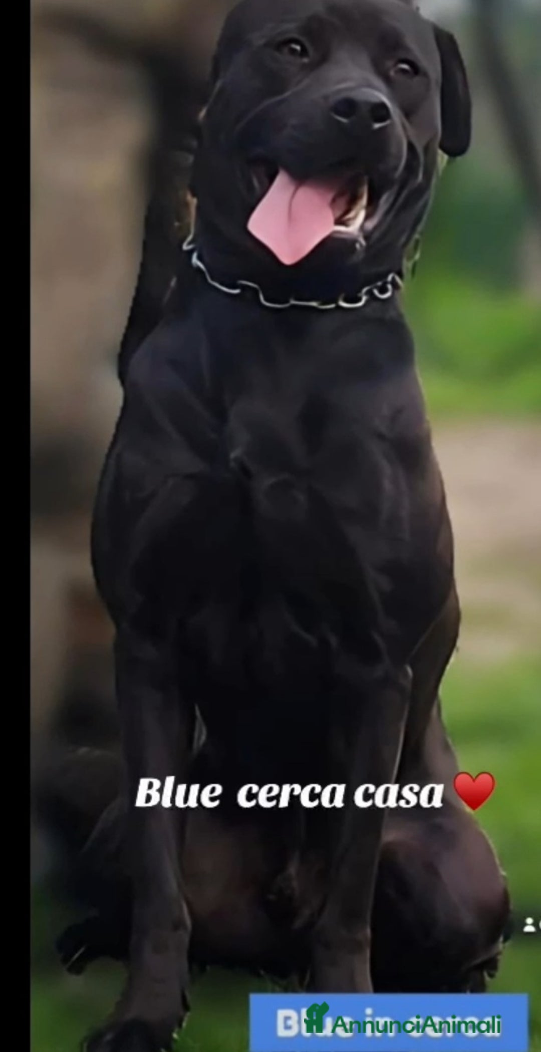 Meticcio cani in regalo: Molossino 2anni e 1/2 nero splendido PROV.PAVIA a Città metropolitana di Milano - Annuncio 3