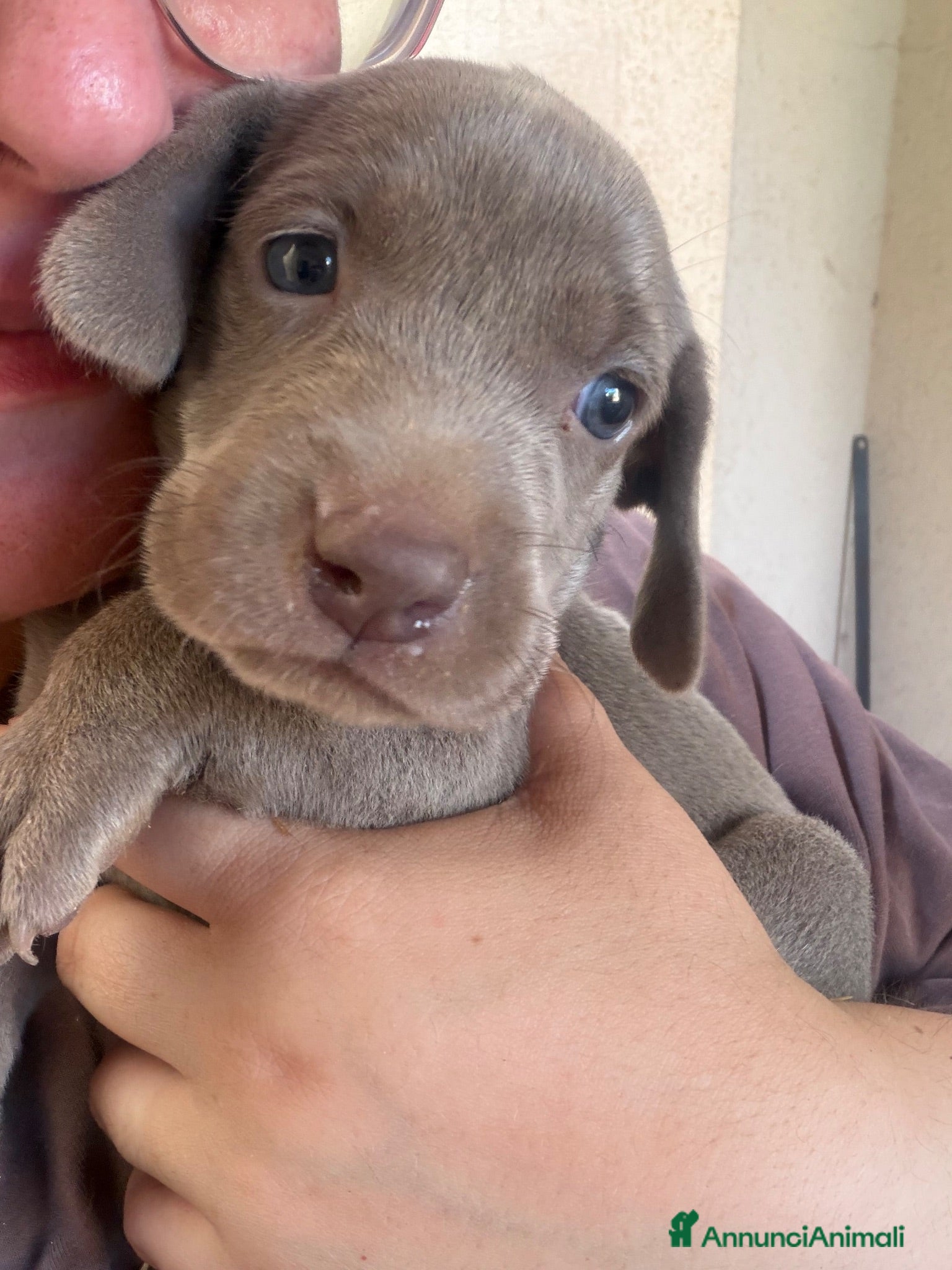 Weimaraner cani Cuccioli di Weimaraner per ENCI – Disponibili - Annuncio 1