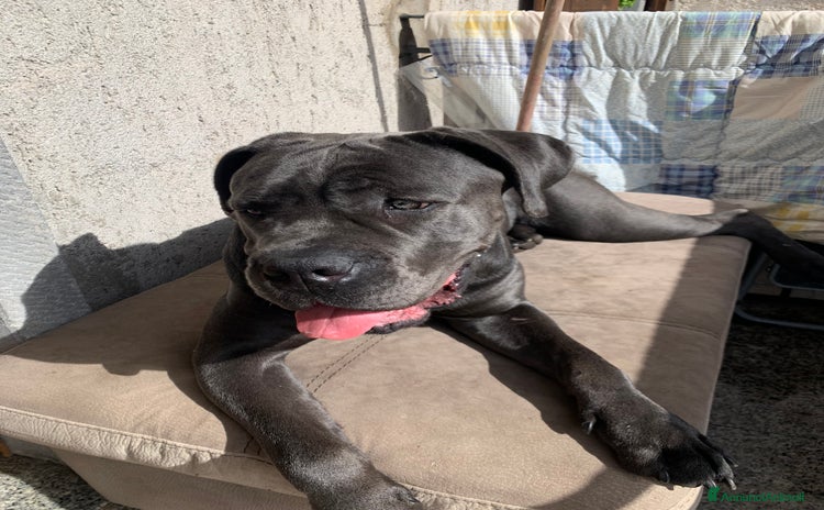 Cane Corso cani a Provincia di Brescia - Annuncio 1