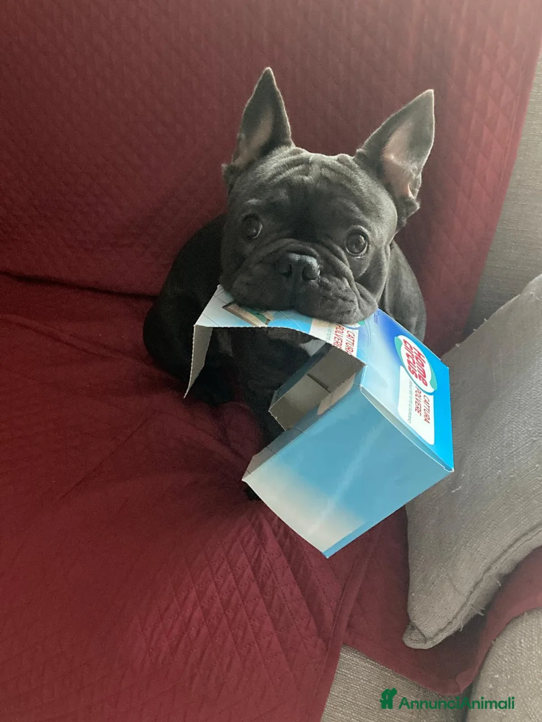 Bulldog Francese cani in vendita: Oliver a Città Metropolitana di Bologna - Annuncio 1