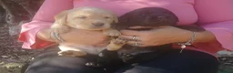 Labrador cani in vendita: Cuccioli di labrador  - Annuncio 8