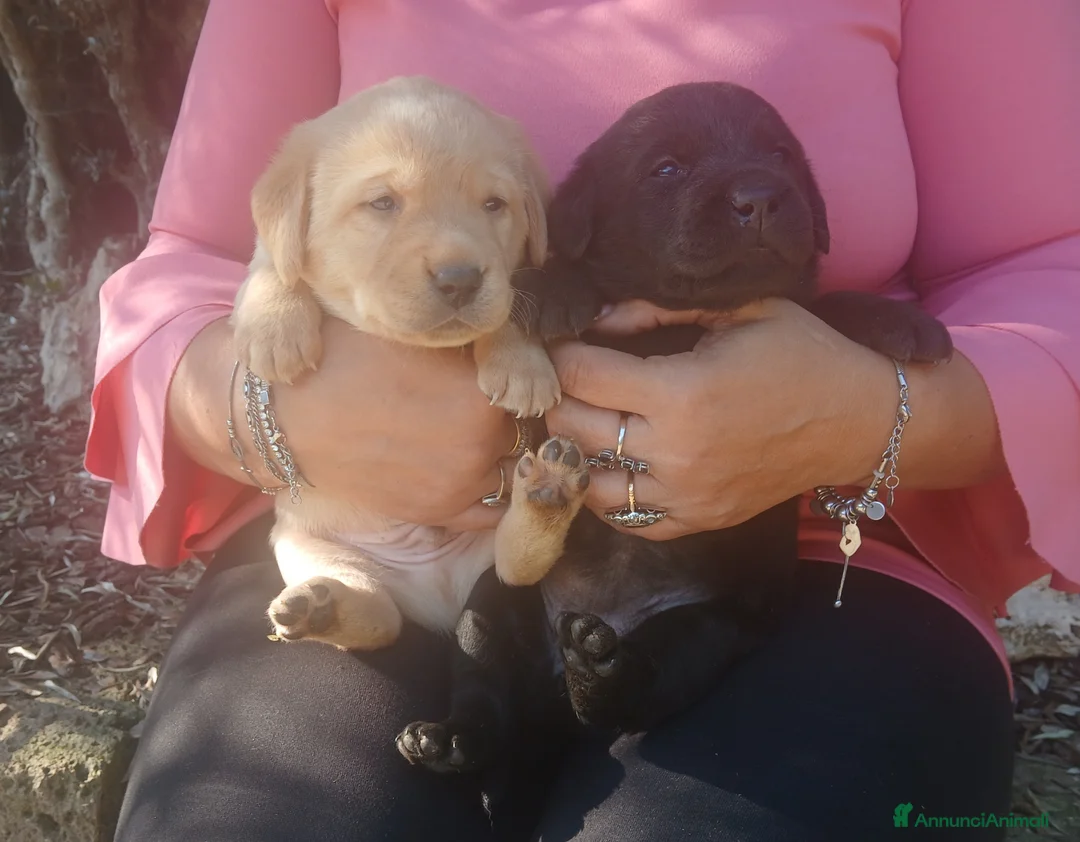 Labrador cani in vendita: Cuccioli di labrador  - Annuncio 8