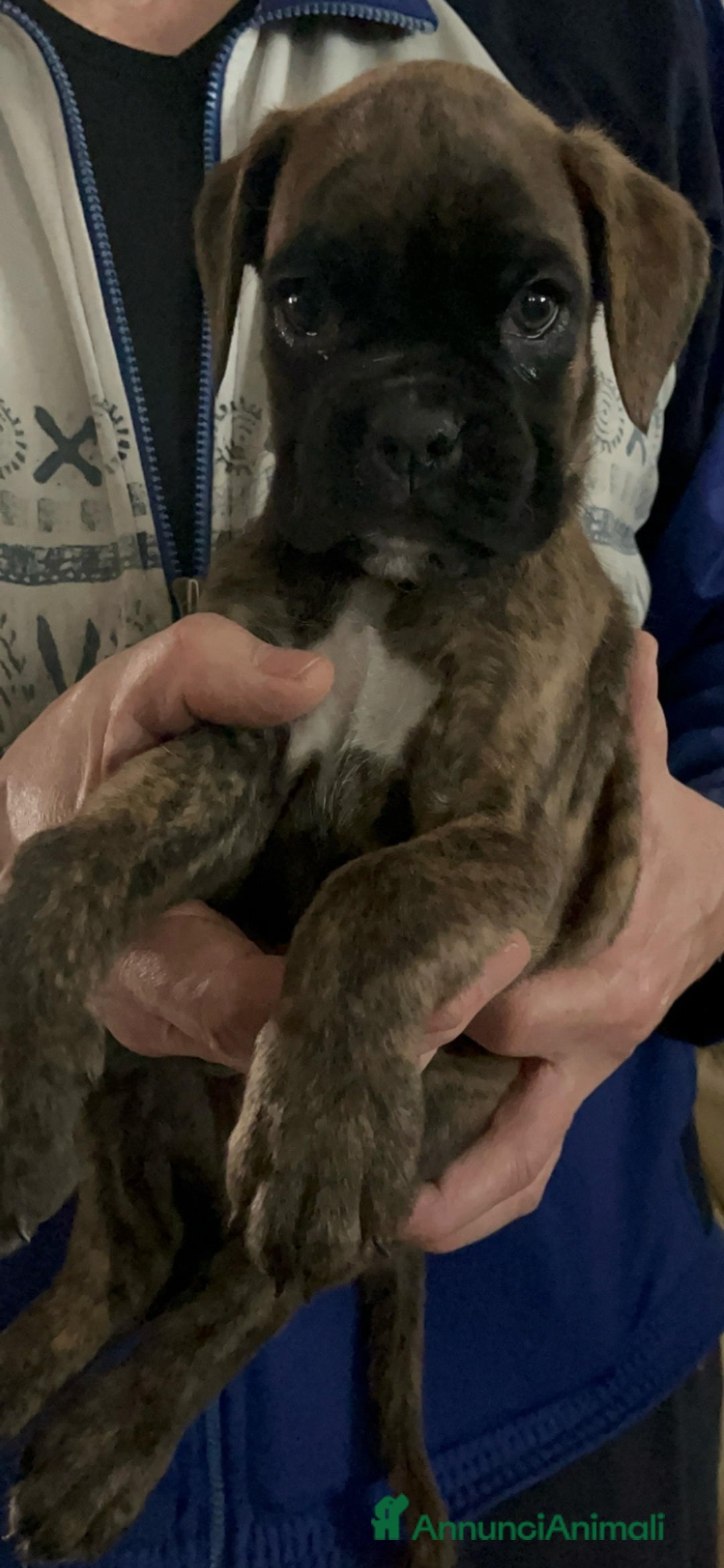 Boxer cani in vendita: boxer cuccioli a Turbigo - Immagine 11