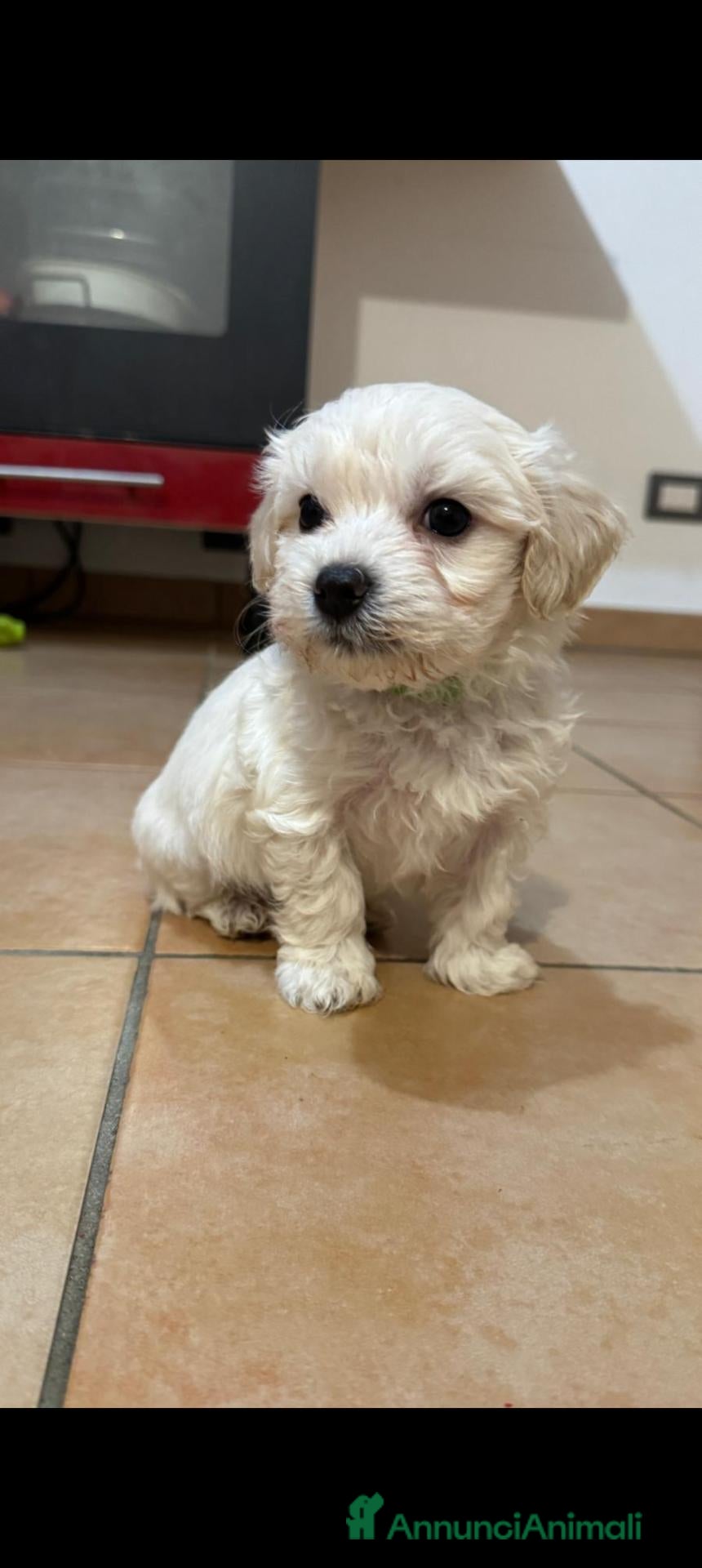 Maltese cani in vendita: Maltesi  - Annuncio 1