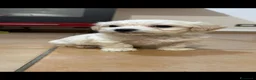 Maltese cani in vendita: Maltesi  - Annuncio 1