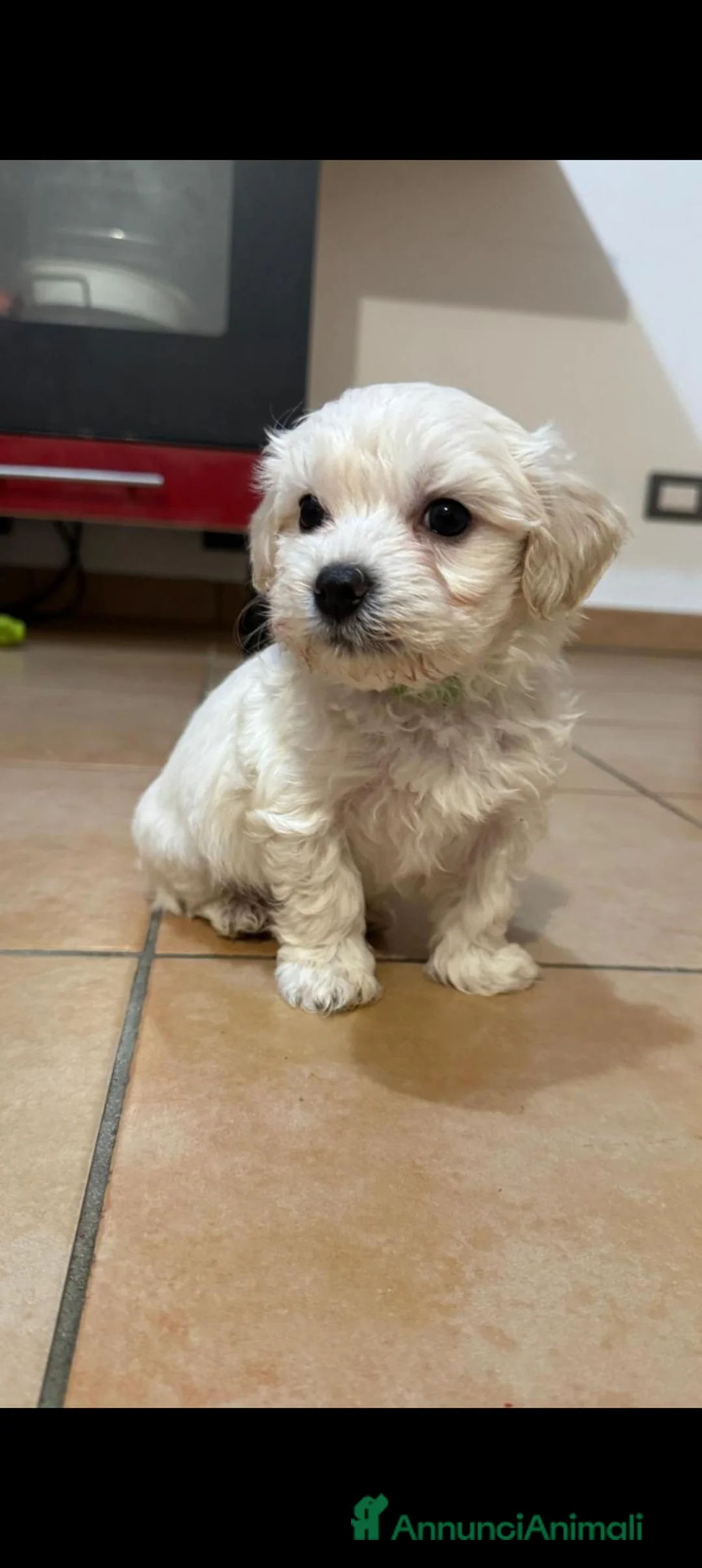 Maltese cani in vendita: Maltesi  - Annuncio 1