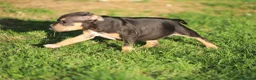 Pitbull cani in vendita: Pit Bull con pedigree anche a rate  - Annuncio 15