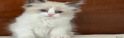 Ragdoll gatti in vendita: Ragdoll - Annuncio 11