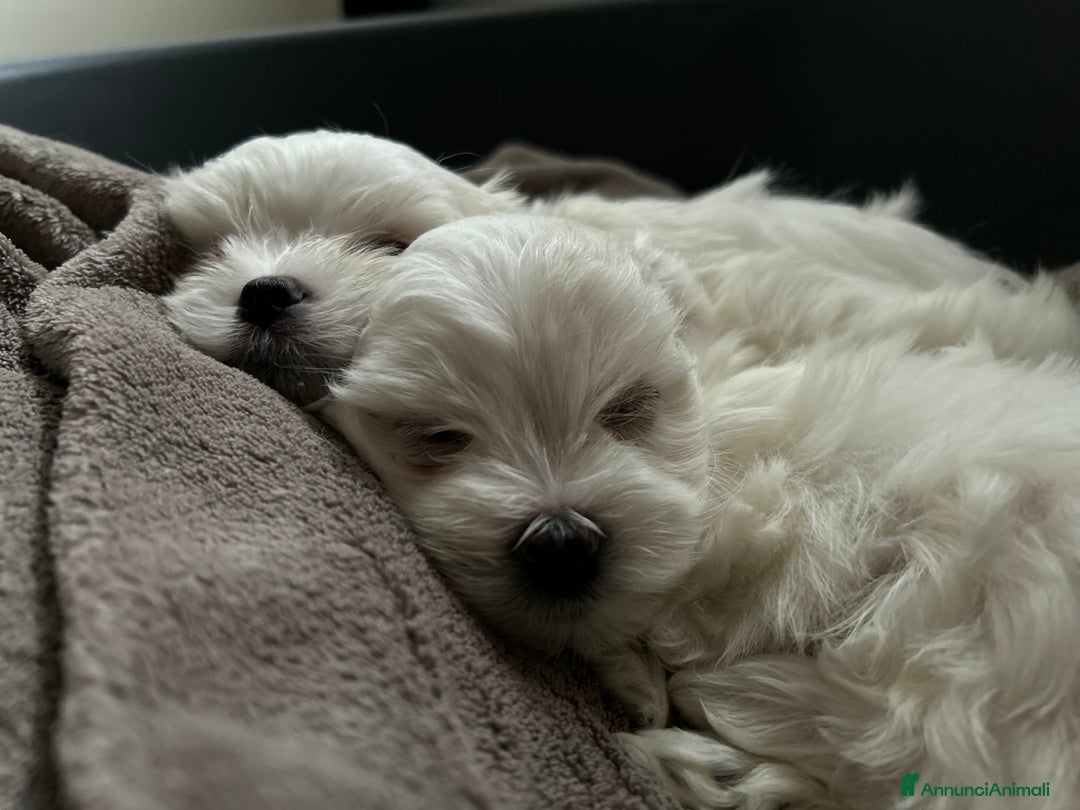 Maltese cani in vendita: Cuccioli Maltesi: Piccoli Tesori in Cerca di Casa - Annuncio 7