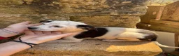 Meticcio cani in regalo: Cuccioli cercano casa - Annuncio 2