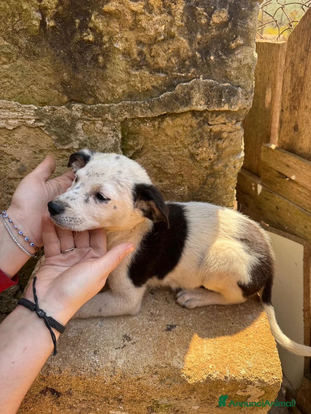 Meticcio cani in regalo: Cuccioli cercano casa - Annuncio 2