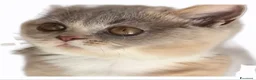 British gatti in vendita: British shorthair  - Annuncio 1