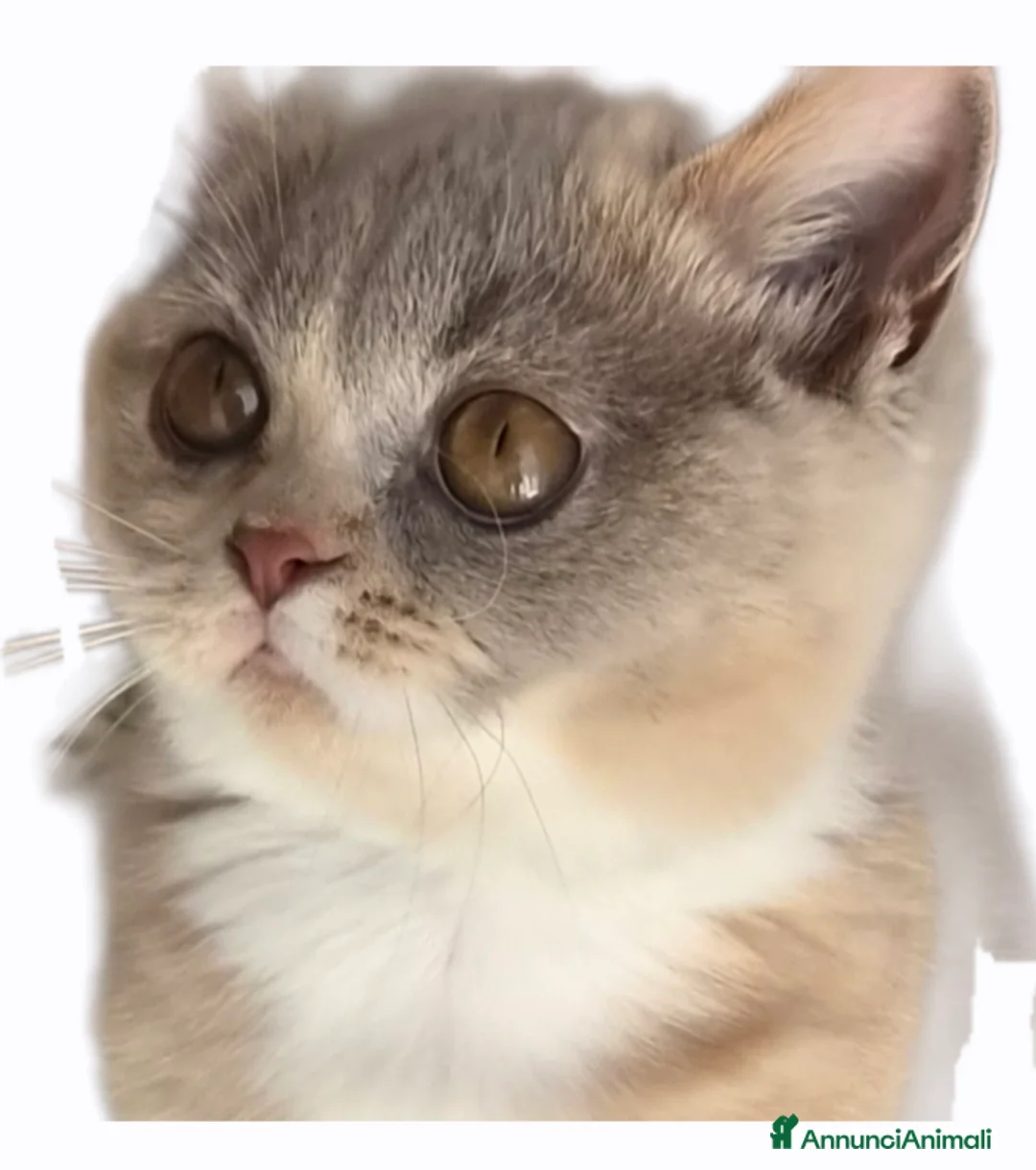 British gatti in vendita: British shorthair  - Annuncio 1