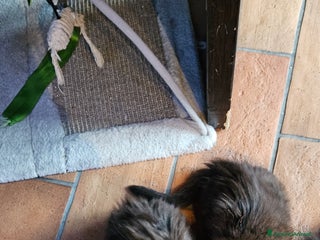 Maine Coon gatti Cuccioli - Annuncio 2