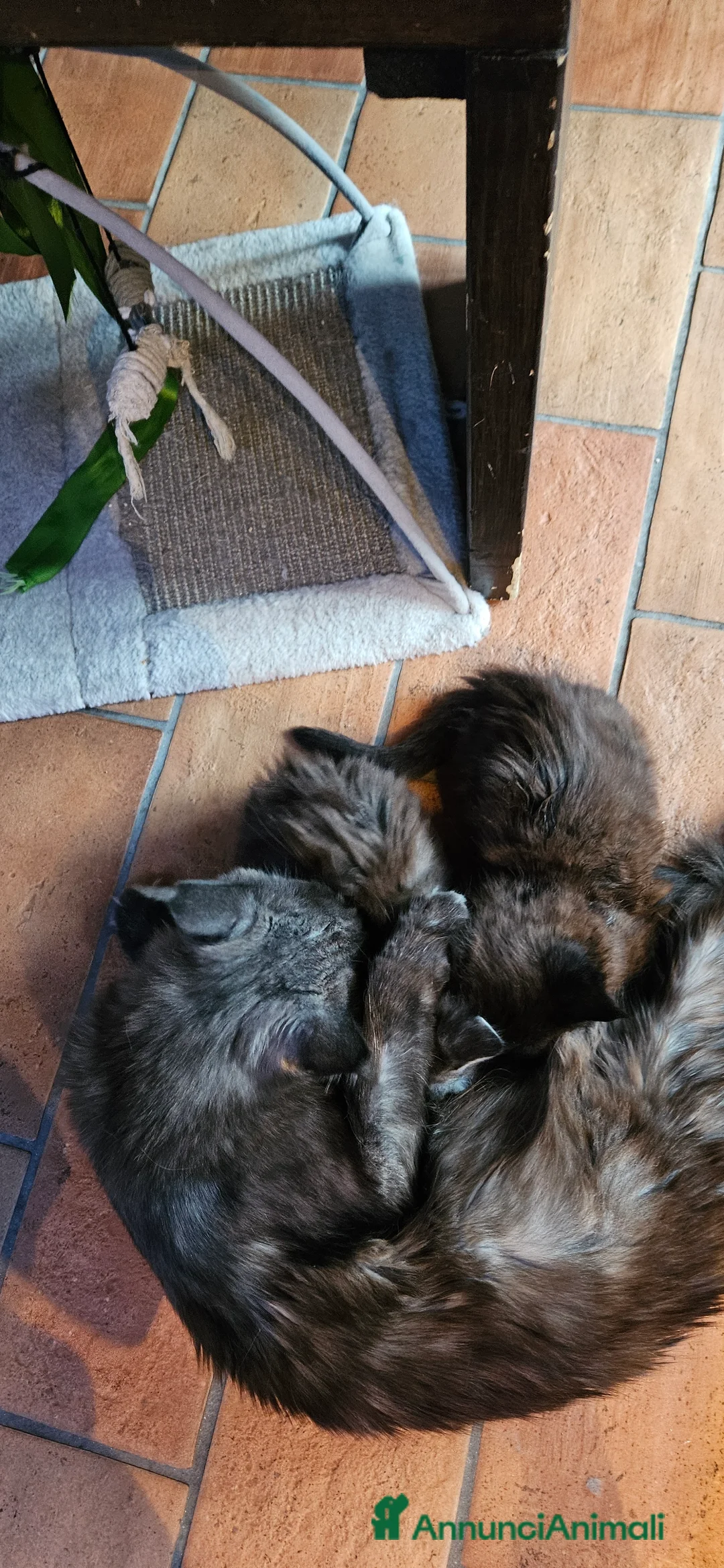 Maine Coon gatti in vendita: Cuccioli  - Annuncio 1