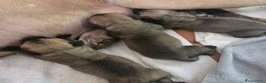 Bullmastiff 2