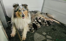 Collie cani in vendita: Collie pastore scozzese  a Provincia di Viterbo - Immagine 16