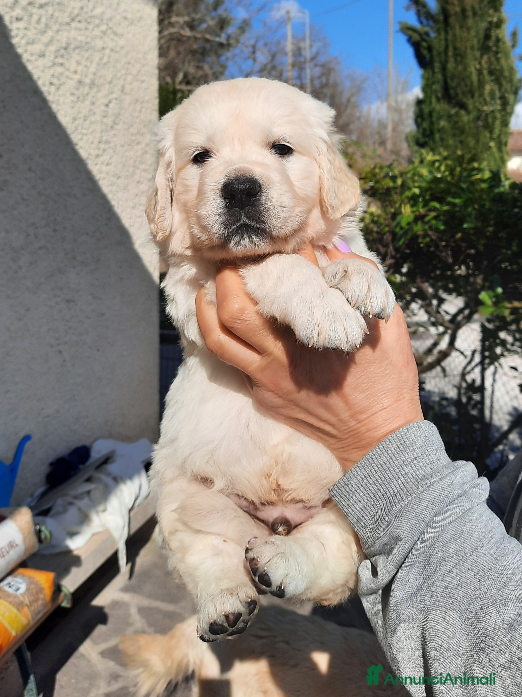 Golden Retriever cani Cuccioli di Golden Retriever di linea inglese - Annuncio 14