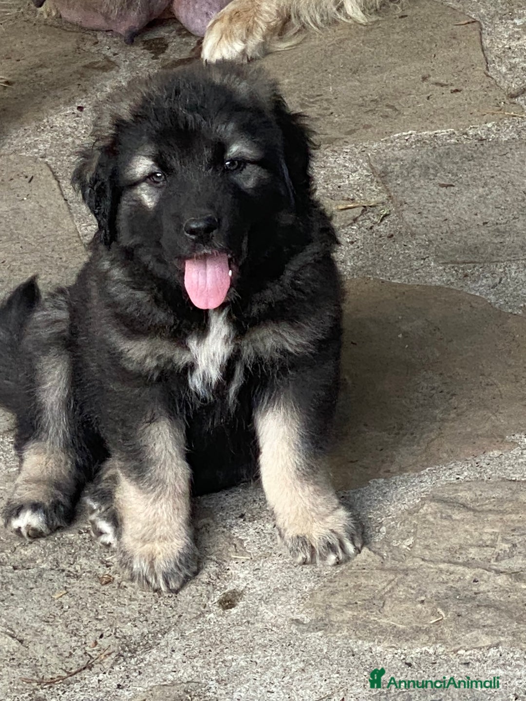 Pastore del Caucaso cani in vendita: Cuccioli pastori del Caucaso a Provincia di Savona - Immagine 5